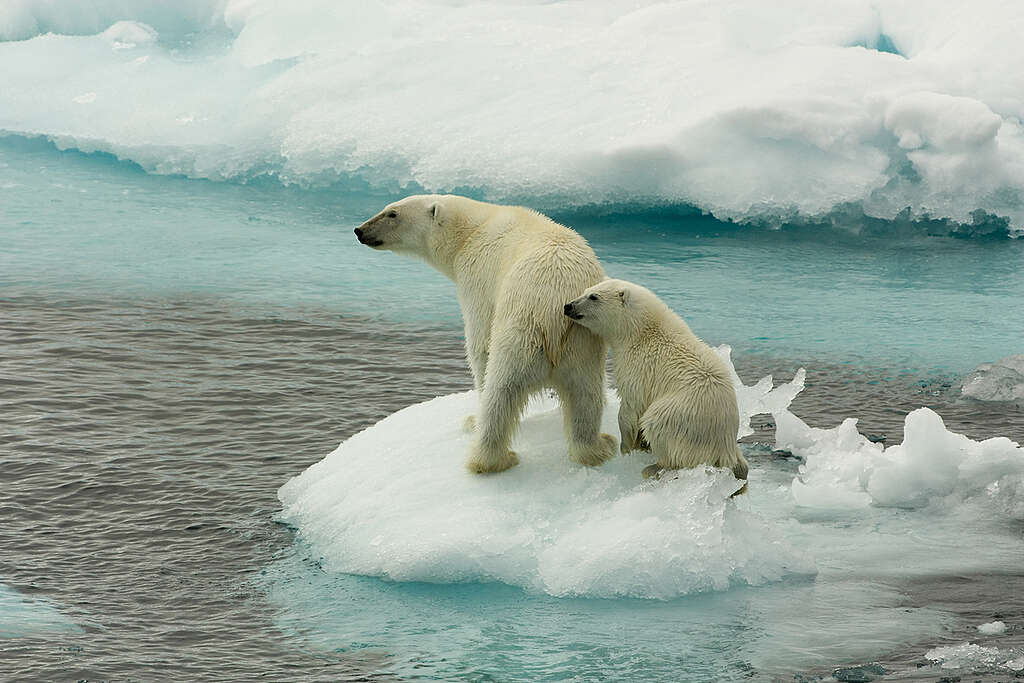 A polar bear mother and her young on sea ice, north of Svalbard. © Larissa Beumer / Greenpeace A polar bear mother and her young on sea ice, north of Svalbard. © Larissa Beumer / Greenpeace