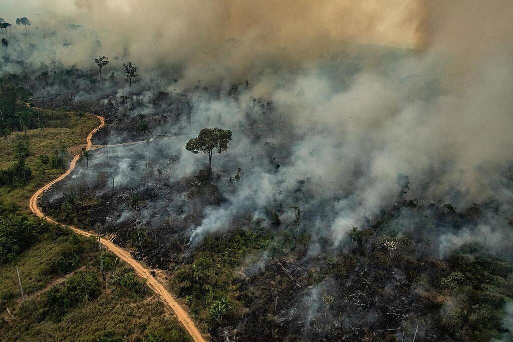 Forest Fires in Altamira, Pará, Amazon (2019) Forest Fires in Altamira, Pará, Amazon (2019)
