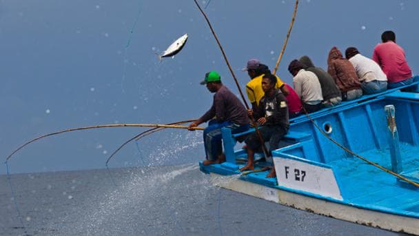 What is sustainable tuna?