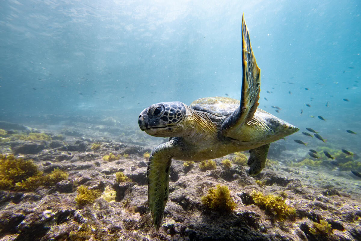 Protecting the Galapagos and Beyond: The Role of the Global Ocean Treaty