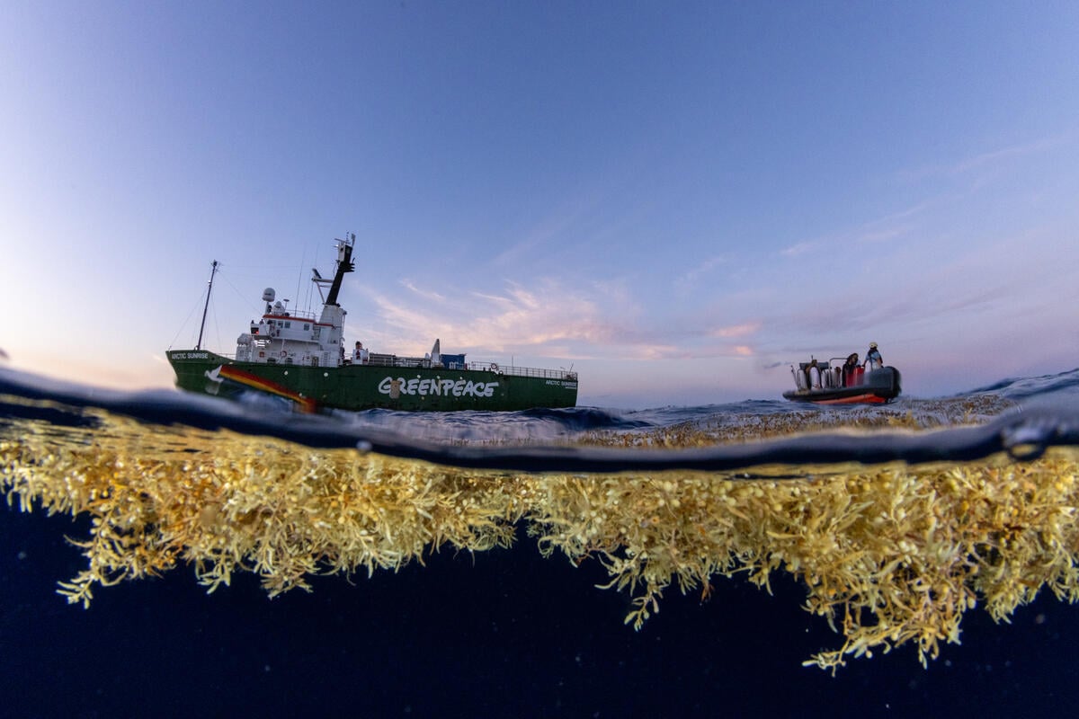 Why the Sargasso Sea Needs the Global Ocean Treaty