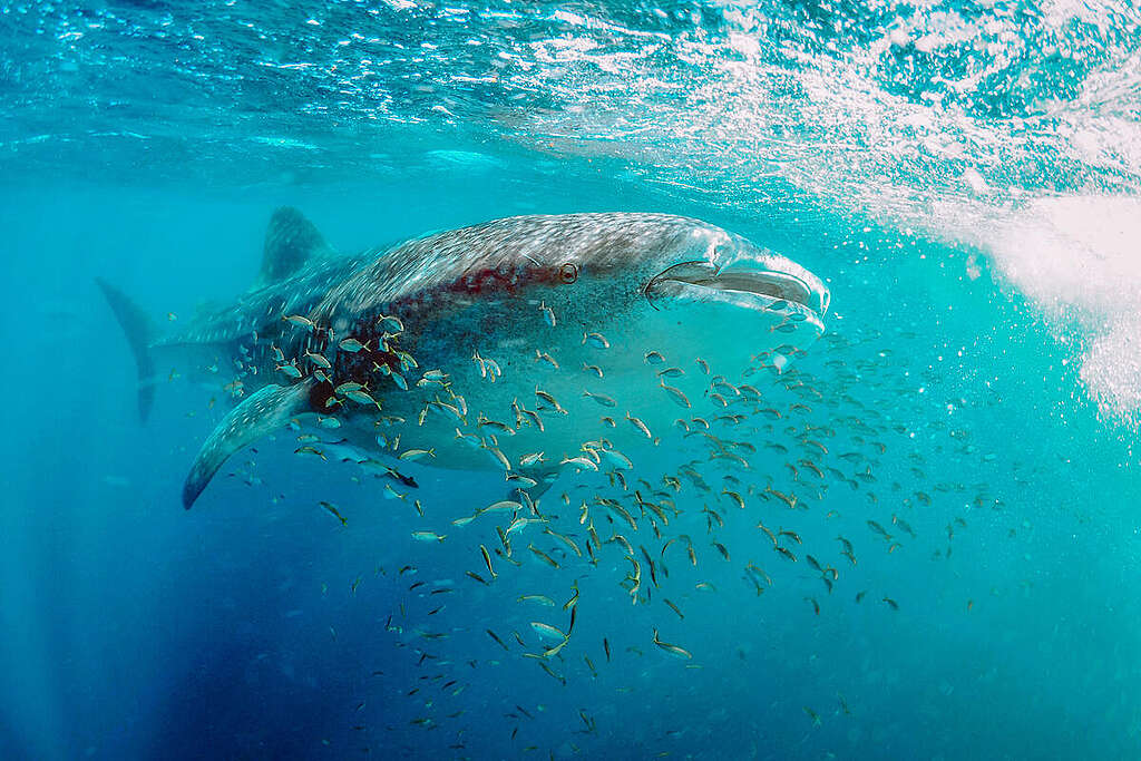 Wildlife at Ningaloo Reef. © Christopher Brunner / Greenpeace