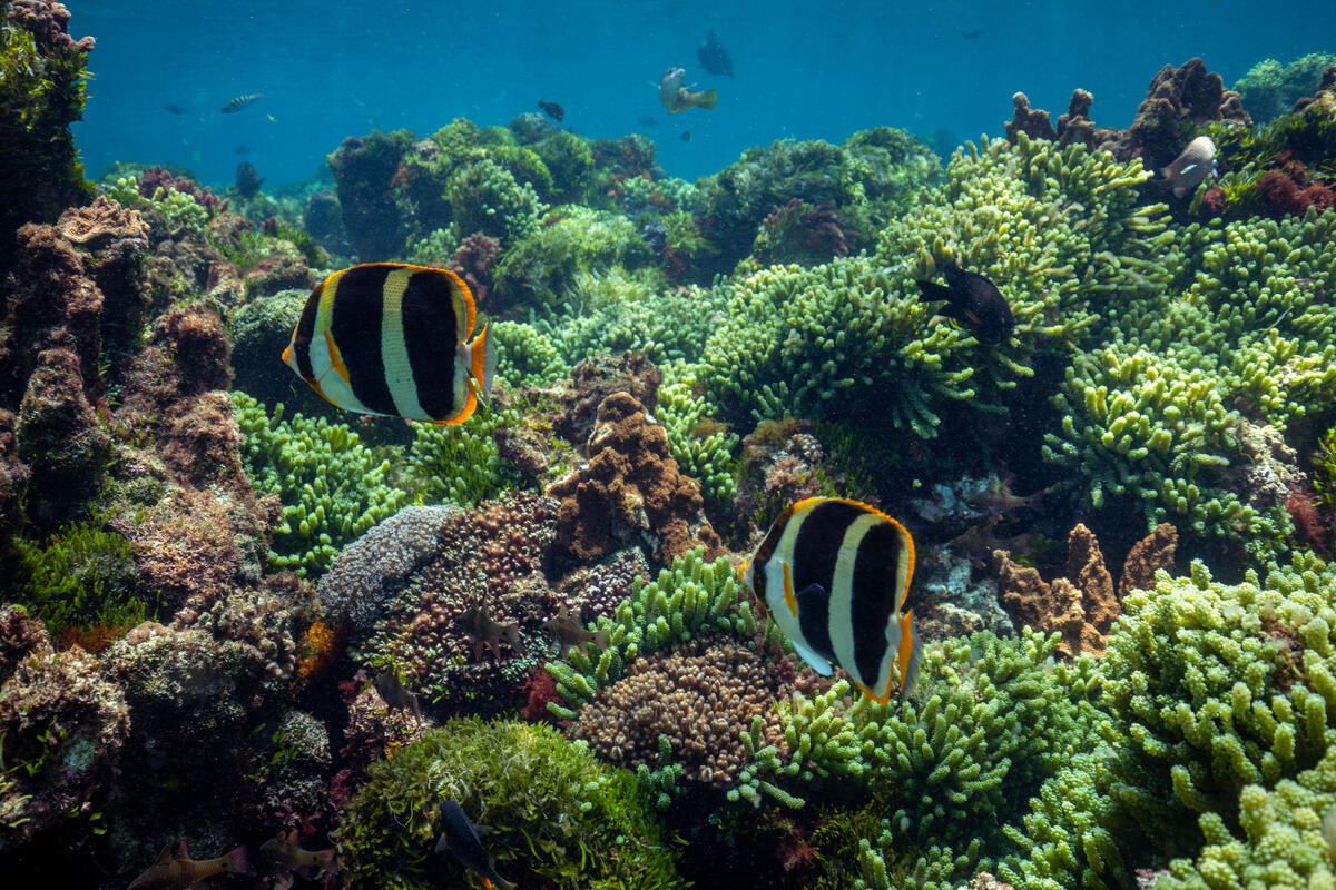 A pair of Threeband Butterflyfish (Chaetodon Tricinctus) swimming at Ned's Beach, Lord Howe Island. © Greenpeace / BRIDGET FERGUSON