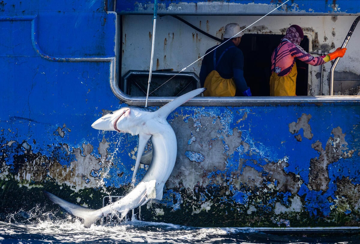 Longliner documentation in the South Pacific Ocean. © Paul Hilton / Greenpeace